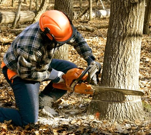 Tree Removal in Pontotoc, MS